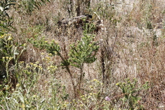 Aspalathus cordata