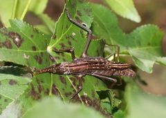 Anisomorpha ferruginea