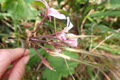 Pelargonium zonale