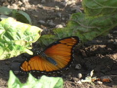 Hypolimnas misippus