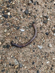 Lumbricus