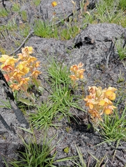 Pterygodium acutifolium