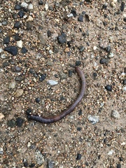 Lumbricus