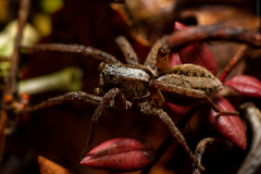 Alopecosa pulverulenta