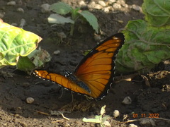 Hypolimnas misippus