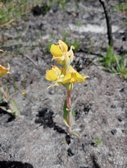 Pterygodium acutifolium