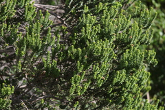 Morella cordifolia