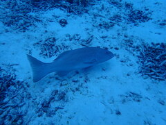 Plectropomus leopardus