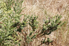 Aspalathus cordata