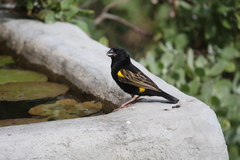 Euplectes capensis capensis