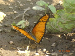 Hypolimnas misippus