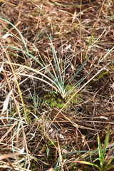 Carex meadii