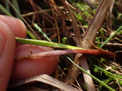 Carex scoparia