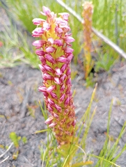 Disa obtusa hottentotica