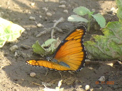 Hypolimnas misippus