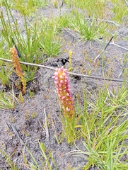 Disa obtusa hottentotica