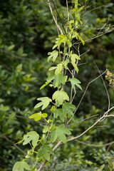 Passiflora subpeltata