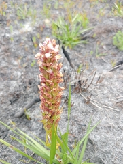 Disa obtusa hottentotica
