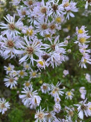 Symphyotrichum elliottii
