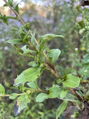Symphyotrichum elliottii