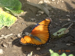 Hypolimnas misippus