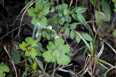 Pelargonium ranunculophyllum