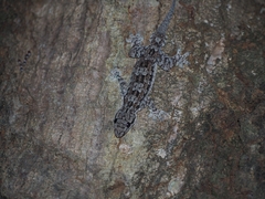 Hemidactylus platyurus