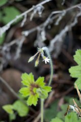 Pelargonium ranunculophyllum