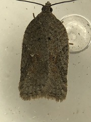 Acleris cornana