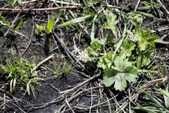 Pelargonium ranunculophyllum
