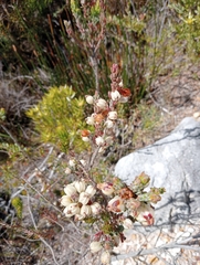 Erica grisbrookii