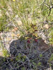 Tritoniopsis parviflora