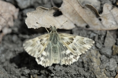 Muschampia lavatherae