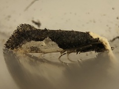 Monopis longella
