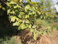 Quercus polymorpha