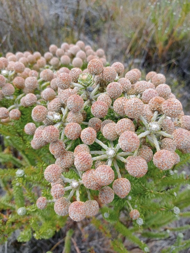 Image of Berzelia squarrosa by (c) Stephen Smuts, some rights reserved (CC BY-SA)