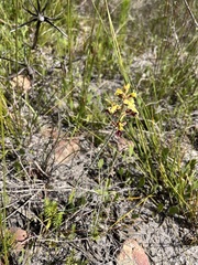 Tritoniopsis parviflora