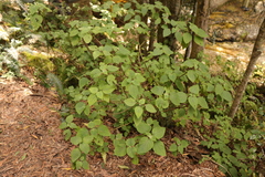 Plectranthus fruticosus