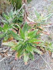 Hermas villosa