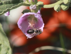 Calliopsis subalpina