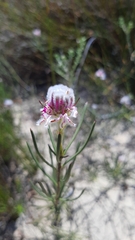 Serruria linearis