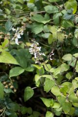 Equilabium laxiflorum