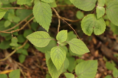 Plectranthus fruticosus