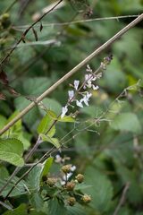 Equilabium laxiflorum