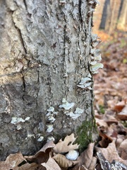 Trametes pubescens
