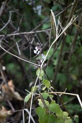 Equilabium laxiflorum