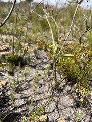 Albuca
