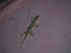 Hemidactylus platyurus