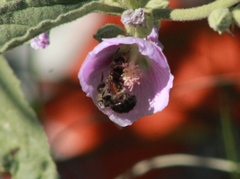 Calliopsis subalpina