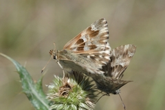 Muschampia lavatherae